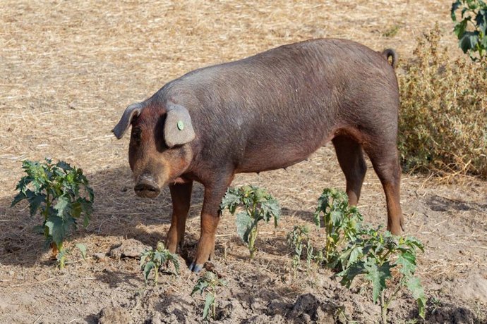 Archivo - Un cerdo en una granja, a 19 de octubre de 2025, en Salamanca, Castilla y León (España). Varios jabalíes han aparecido muertos a causa de la peste porcina después de que la Generalitat anunciase el pasado sábado, 29 de noviembre, el hallazgo de 