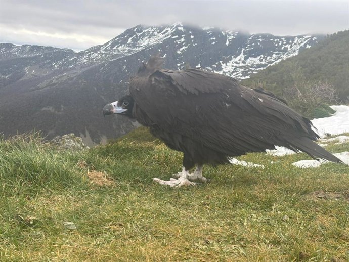 Ejemplar de buitre negro liberado en la zona de Os Ancares.