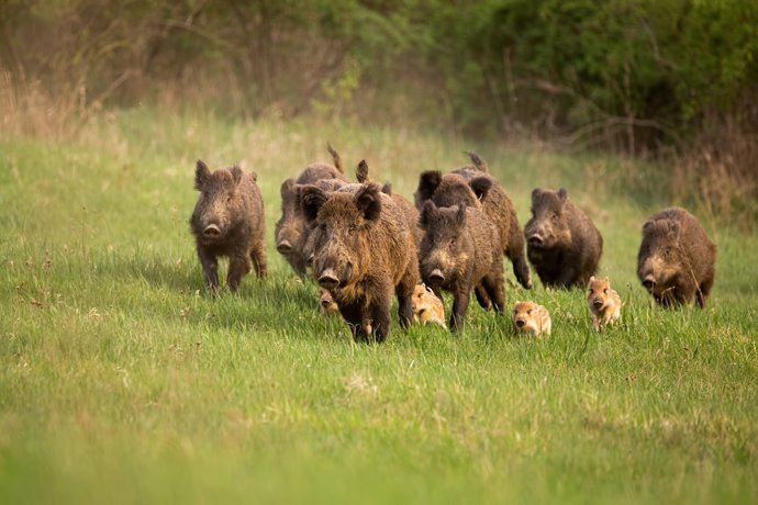 Group of wild boars.