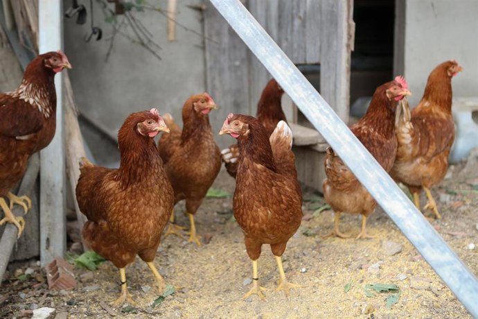 Gallinas en gallineros en A Mariña, 