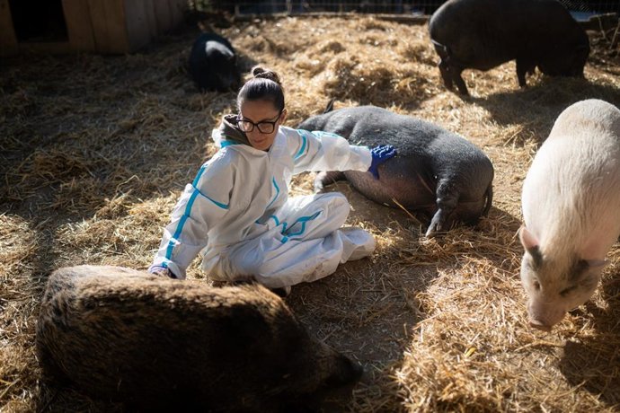 Raquel con los cerdos que cuida en su 'santuario'