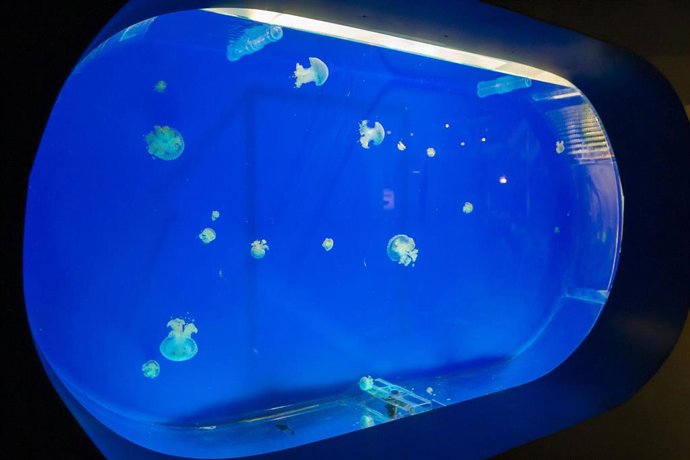 Archivo - Medusa en el MMC