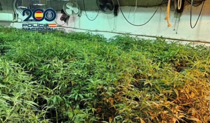 Plantas de marihuana en un búnker subterráneo en Sanlúcar de Barrameda (Cádiz)