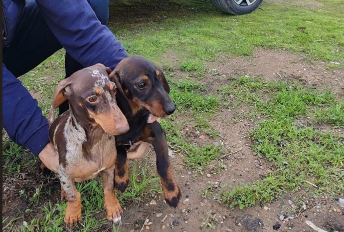 Liberación de perros robados en Sevilla