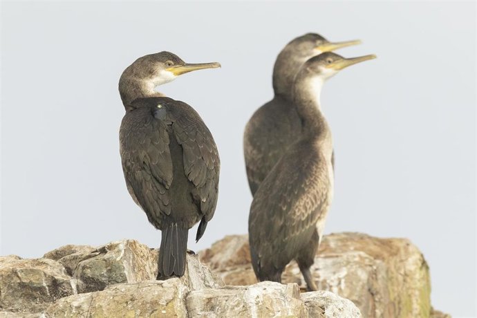 Cormoranes moñudos