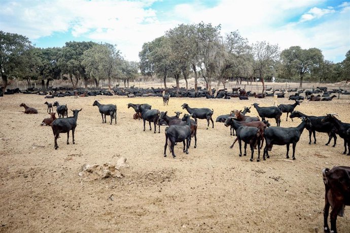 Archivo - Un rebaño de cabras pastan en la granja Suerte Ampanera, a 24 de agosto de 2022, en Colmenar Viejo, Madrid (España)