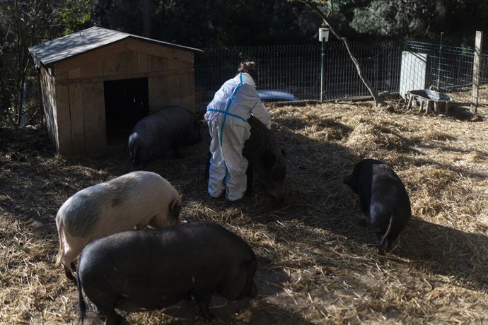 La dueña del santuario cuida de los cerdos, a 9 de diciembre de 2025, en Rubí, Barcelona, Catalunya (España). La dueña de un 'santuario' de animales en Rubí (Barcelona) ha recibido la visita de los Agents Rurals de la Generalitat que vigilan para evitar q
