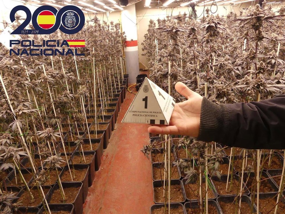 Cultivo de marihuana