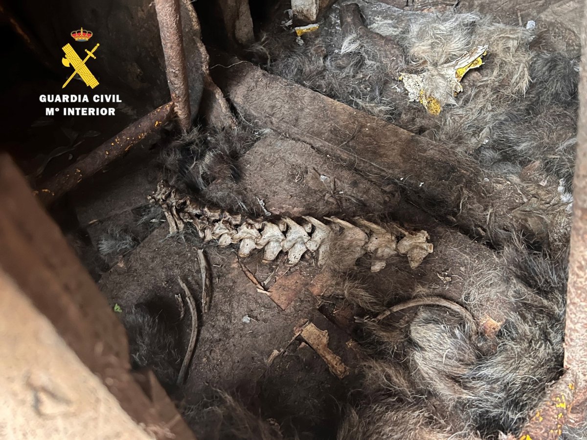 El Servicio de Protección de la Naturaleza descubre huellas de Canis familiaris en España