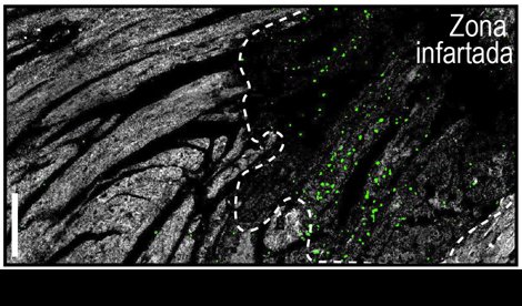notibrasil sociedade