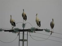 La Comunidad llama a la "tranquilidad" mientras espera los análisis de las cigüeñas muertas por posible gripe aviar
