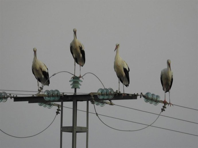 Archivo - Las cigüeñas sobre el tendido