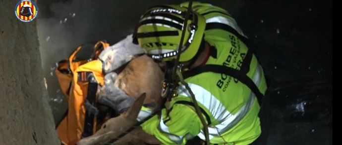 Imagen del rescatado de un perro en Picassent.