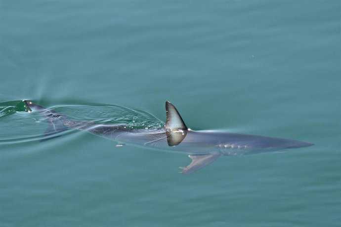 Archivo - Foto de archivo de un marrajo.