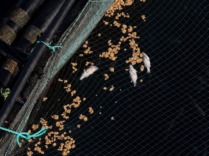 Peces muertos en las jaulas marinas del litoral de Telde (Gran Canaria)