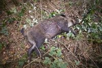 Greenpeace pide no cazar jabalíes para combatir la peste porcina y demanda una moratoria a la ganadería intensiva