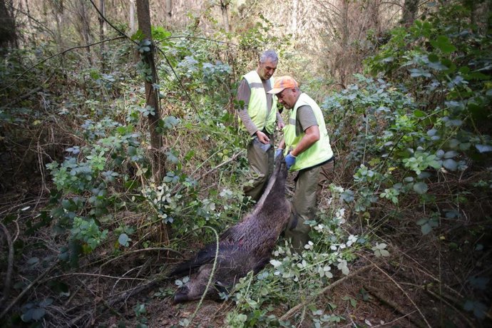 Archivo - Batida de un jabalí durante la emergencia cinegética, a 29 de septiembre de 2023, en el Concello de Portomarin, Lugo, Galicia (España). 