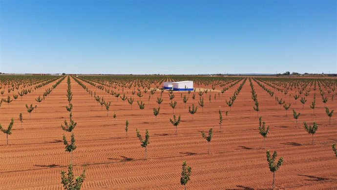 Plantación de pistachos de Faenza Capital en Castilla-La Mancha.