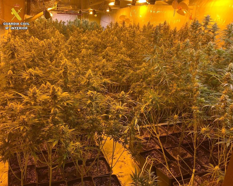 Guardia Civil desmantela una plantación de marihuana en Ames (A Coruña) y detiene a su responsable.