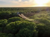 La Junta de Andalucía realiza por primera vez tratamientos aéreos con drones contra la procesionaria del pino