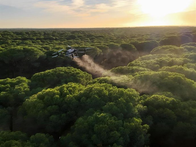 Tratamiento contra la procesionaria con drones en pinares de Andalucía.