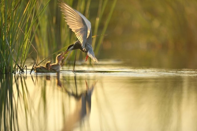 Pântanos de Doñana.