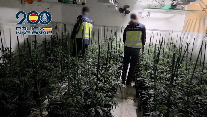Agentes de la Policía Nacional desmantelan una plantación 'indoor' de marihuana con 881 plantas en Dénia