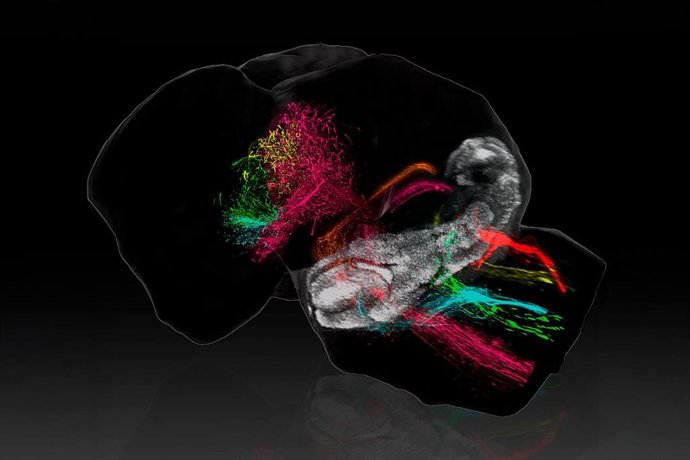 La imagen muestra cómo el cerebelo (en blanco) despliega sus conexiones a lo largo del cerebro de un ratón recién nacido
