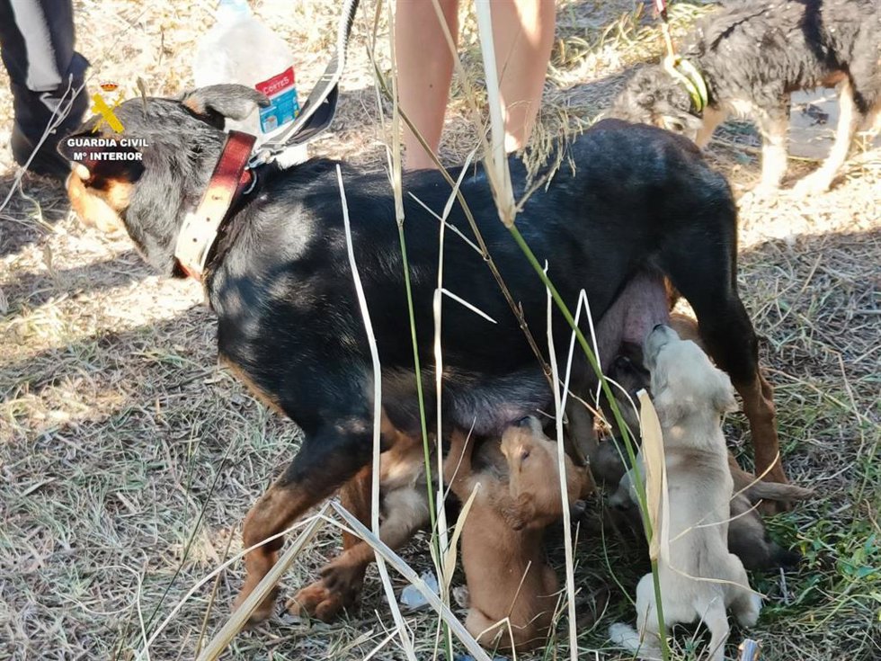 Investigada una mujer por abondonar a una hembra de perro lactante junto a sus ocho cachorros