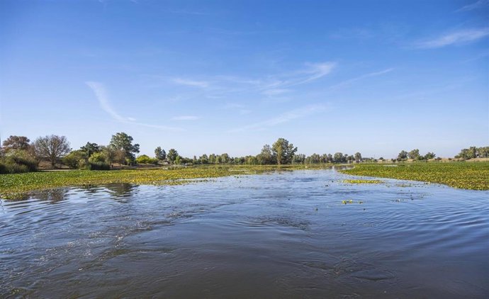 Nenúfar mejicano en el Guadiana