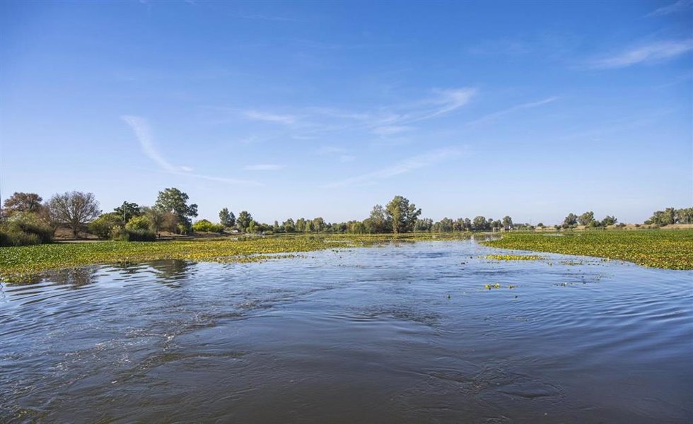 Nenúfar mejicano en el Guadiana