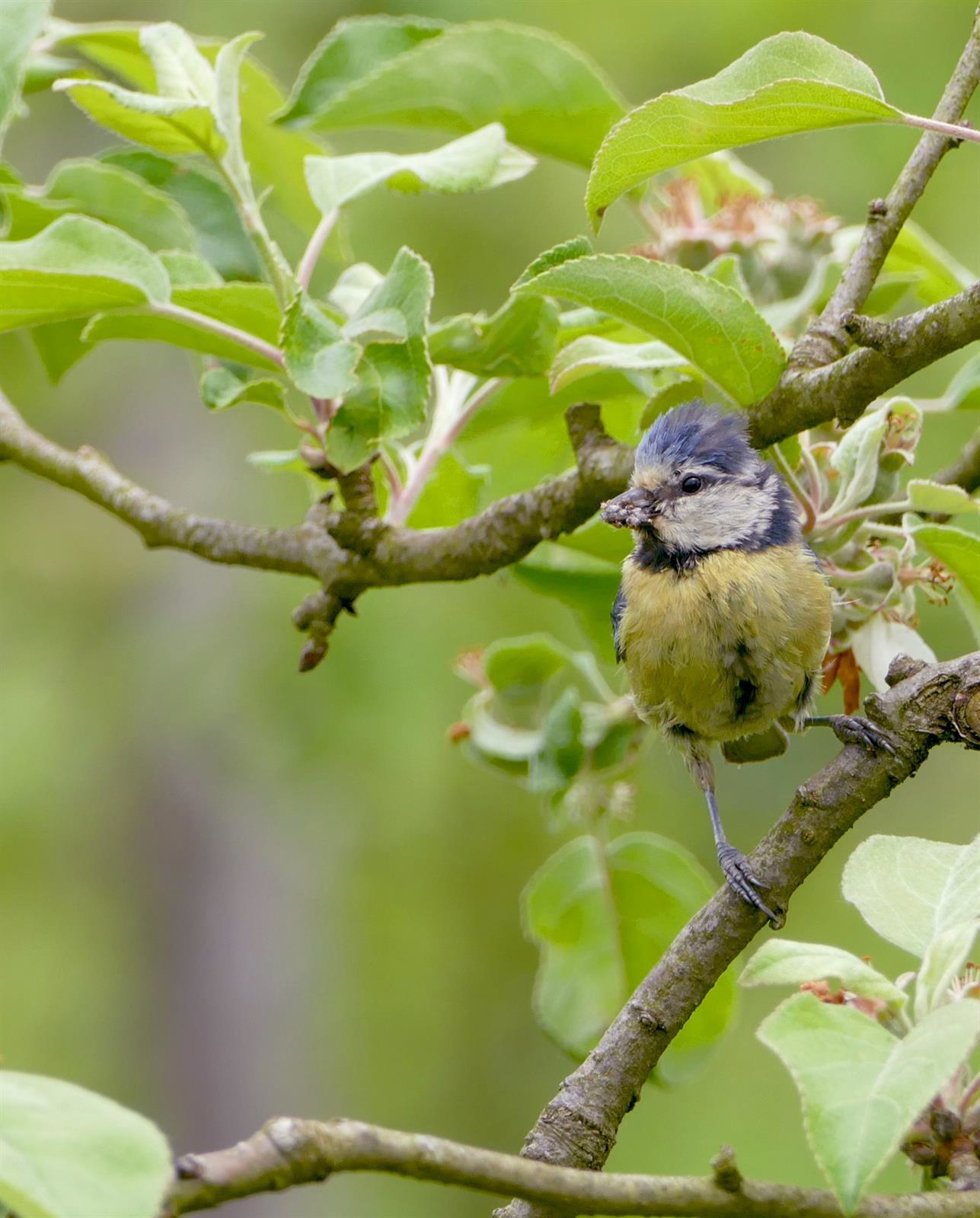 Pájaro Herrerillo Pulgón