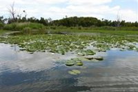 La Junta y la Fundación Moeve impulsan una restauración ambiental en la Laguna de las Madres (Huelva)