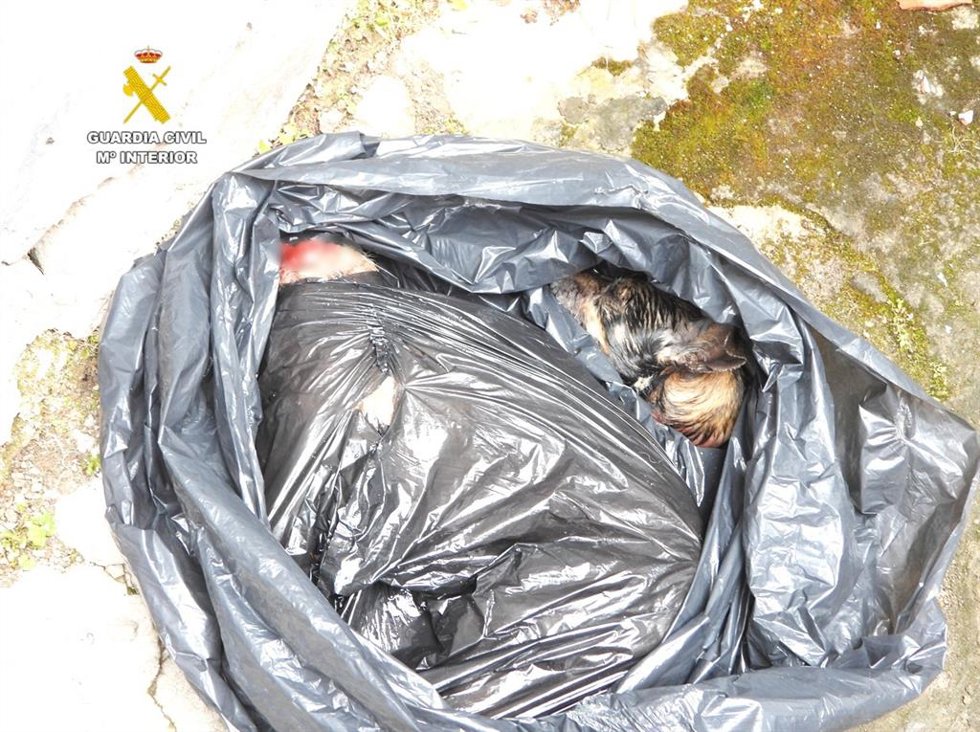 Perros decapitados