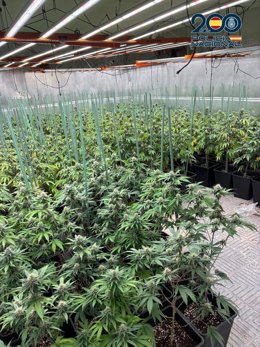 Plantación de marihuana en Olías.