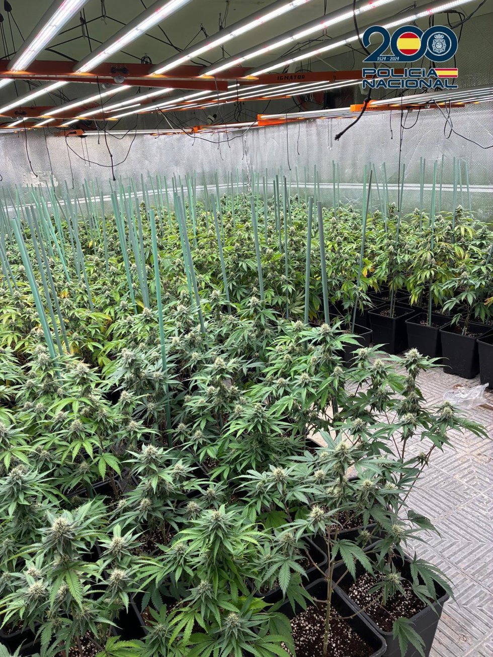 Plantación de marihuana en Olías.