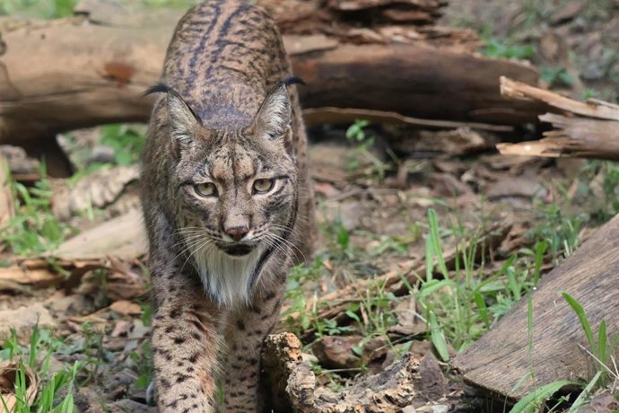 Archivo - Lince Ibérico en Selwo Aventura