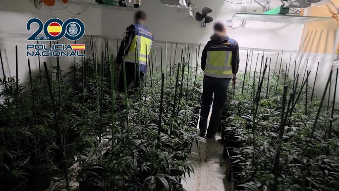 Agents de la Policia Nacional desmantellen una plantació 'indoor' de marihuana amb 881 plantes a Dénia