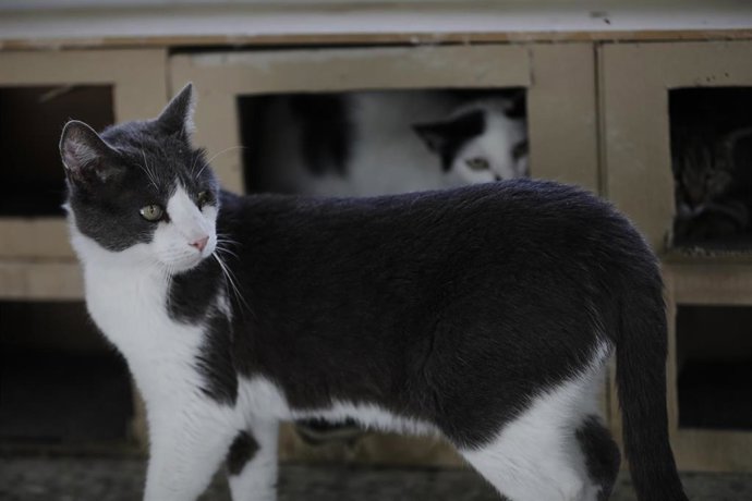 Archivo - Imagen de archivo de gatos