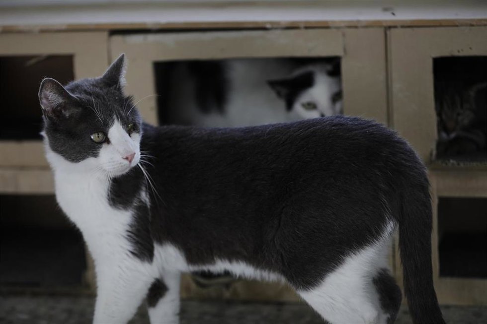 Archivo - Imagen de archivo de gatos
