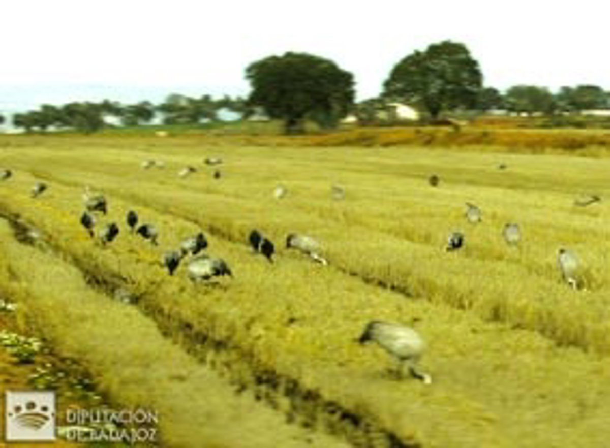 Declarado un segundo caso de gripe aviar en La Rioja, en esta ocasión en una grulla en la zona del pantano de Leiva