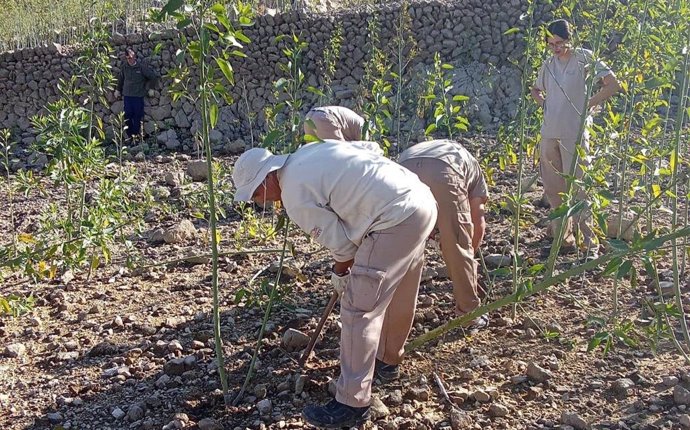 El Govern inicia la eliminación de una planta potencialmente invasora en el Gorg Blau