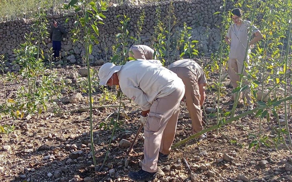El Govern inicia la eliminación de una planta potencialmente invasora en el Gorg Blau