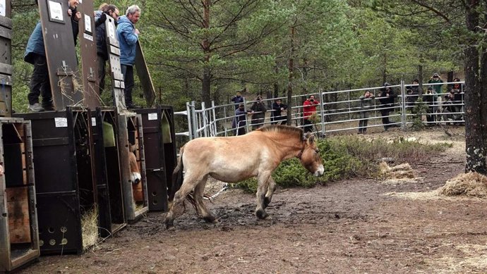 El Gobierno regional promueve la recuperación de especies clave con la llegada de los caballos salvajes de Przewalski a la finca 'La Campana' de Checa.