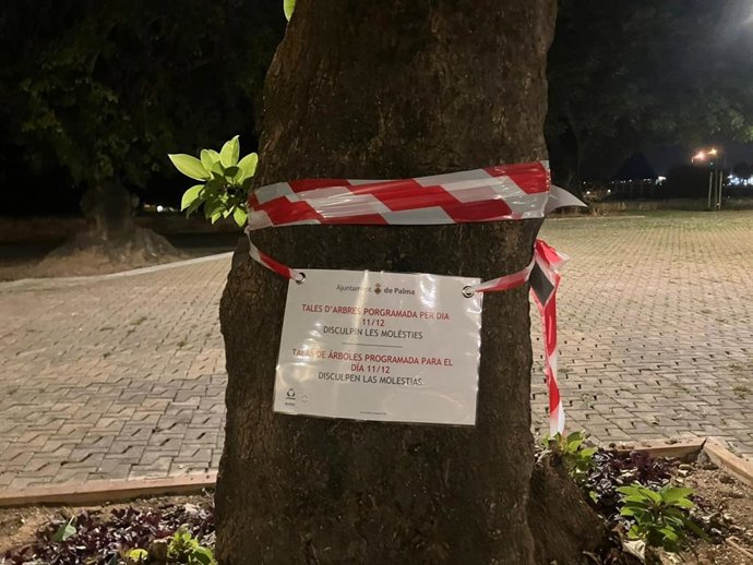 Cartel del Ayuntamiento de Palma colocado en uno de los ejemplares de bellasombras de la plaza Llorenç Villalonga.