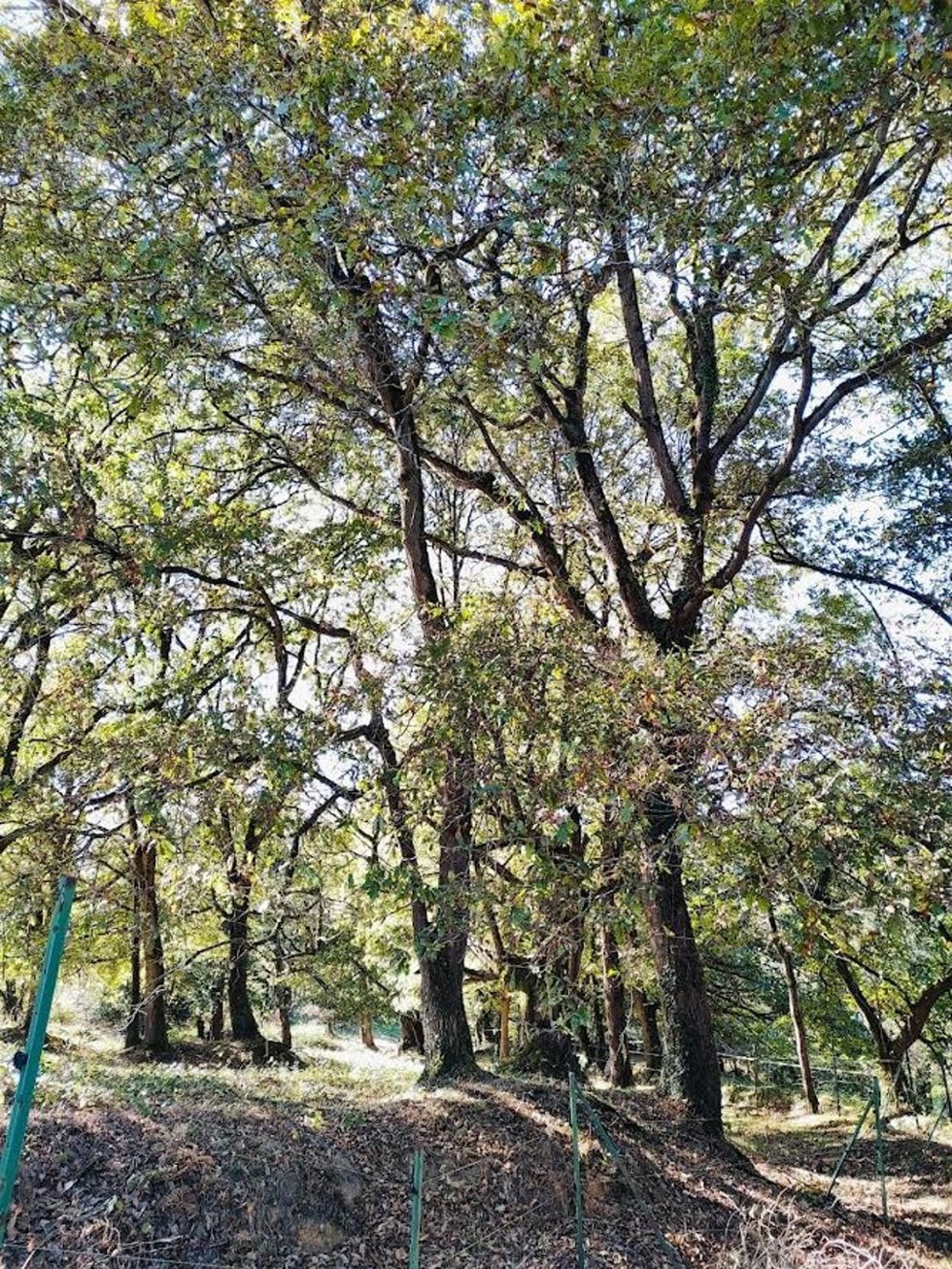 Árboles