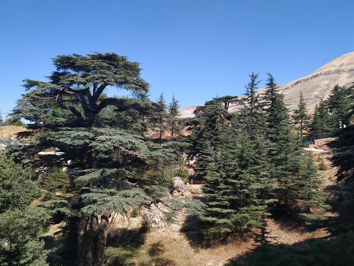 Bosque de Bsharre, en el Líbano, donde las amebas encontradas son más vulnerables