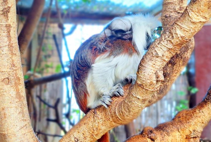 Nacen en Terra Natura Benidorm dos crías de tití algodón