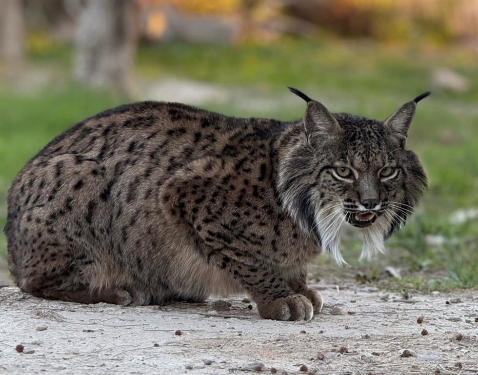 Lince ibérico