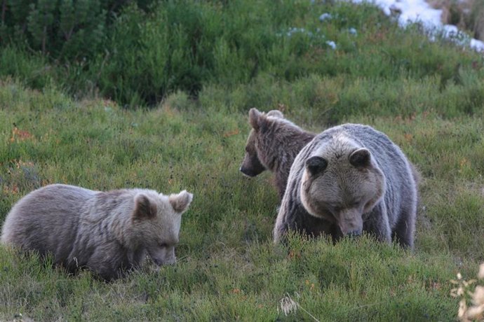 Imagen de osos en libertad.